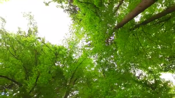 Mahkota Pohon Dengan Daun Hari Yang Cerah — Stok Video
