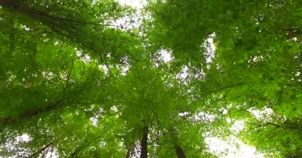 Kronen Von Bäumen Mit Blättern Sonnigen Tagen — Stockvideo