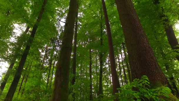 Kronen Von Bäumen Mit Blättern Sonnigen Tagen — Stockvideo