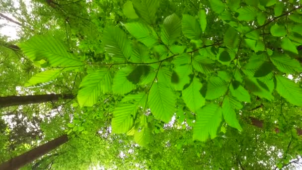 Couronnes Arbres Avec Des Feuilles Dans Journée Ensoleillée — Video