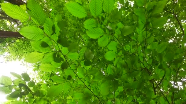 Couronnes Arbres Avec Des Feuilles Dans Journée Ensoleillée — Video