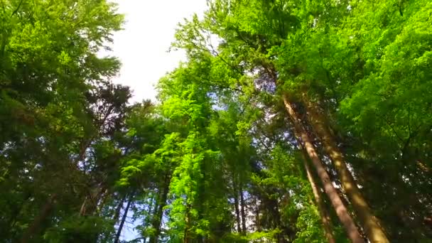 Coronas Árboles Con Hojas Día Soleado — Vídeo de stock