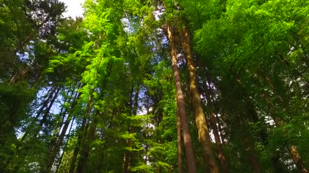 Kronen Von Bäumen Mit Blättern Sonnigen Tagen — Stockvideo