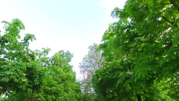 Couronnes Arbres Avec Des Feuilles Dans Journée Ensoleillée — Video