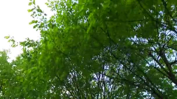Корони Дерев Листям Сонячний День — стокове відео