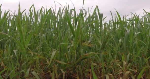 Grüner Junger Weizen Auf Dem Weizenfeld Vorfrühling — Stockvideo