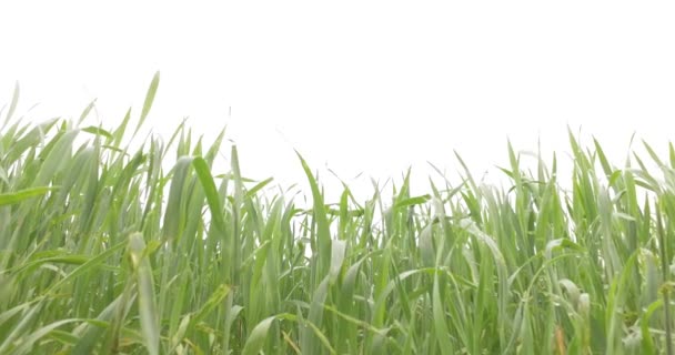 Trigo Verde Jovem Campo Trigo Início Primavera — Vídeo de Stock