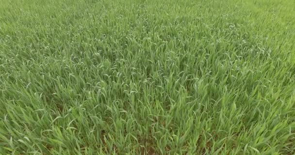 Buğday Tarlasında Yeşil Taze Buğday Baharın Başlarında — Stok video