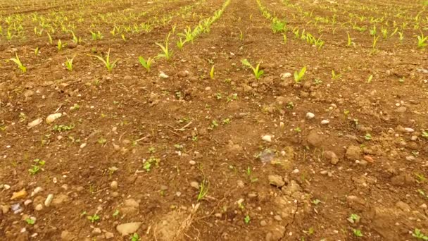 Młoda Kukurydza Polu Wczesną Wiosną — Wideo stockowe