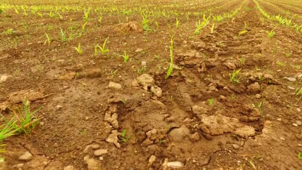 Young Corn Field Early Spring — Stok video