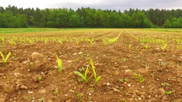 Young Corn Field Early Spring — Stockvideo