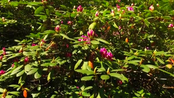 Flowers Bushes Green Spring Park — Stockvideo