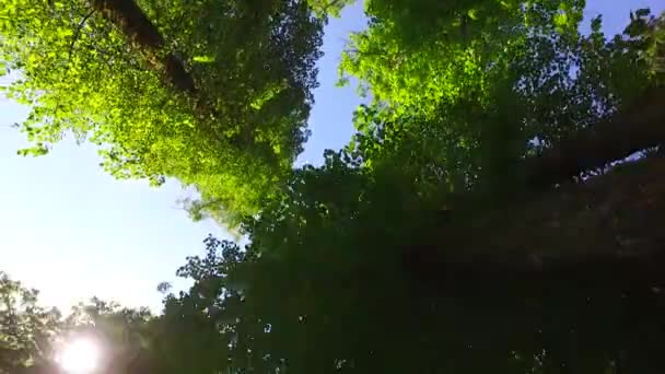 Короны Деревьев Листьями Солнечный День — стоковое видео