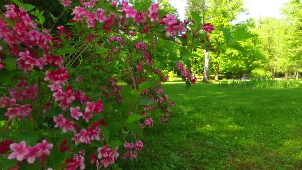 Flowers Bushes Green Spring Park — Stockvideo
