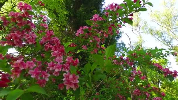 Kwiaty Krzewy Zielonym Wiosennym Parku — Wideo stockowe