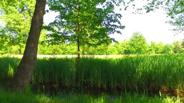 Kronen Van Bomen Met Bladeren Zonnige Dag — Stockvideo