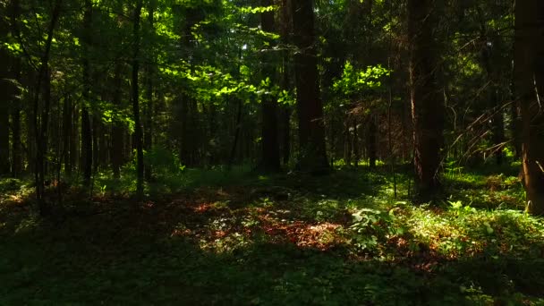 Korony Drzew Liśćmi Słoneczny Dzień — Wideo stockowe