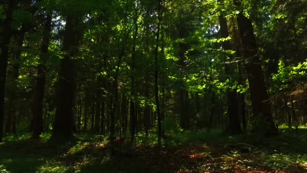 Corone Alberi Con Foglie Nella Giornata Sole — Video Stock