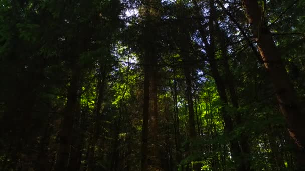 Corone Alberi Con Foglie Nella Giornata Sole — Video Stock