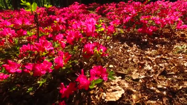 Flowers Bushes Green Spring Park — ストック動画