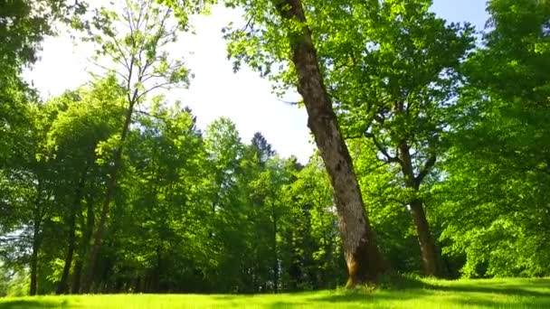 Κορώνες Από Δέντρα Φύλλα Στην Ηλιόλουστη Μέρα — Αρχείο Βίντεο