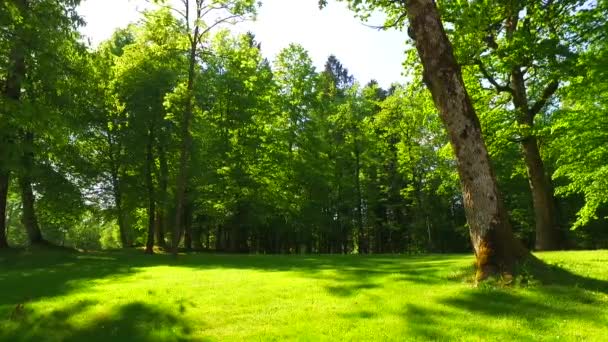 Trees Late Spring Park — Vídeo de Stock
