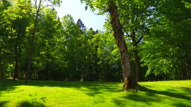 Drzewa Późnym Wiosennym Parku — Wideo stockowe