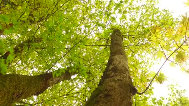 Couronnes Arbres Avec Des Feuilles Dans Journée Ensoleillée — Video