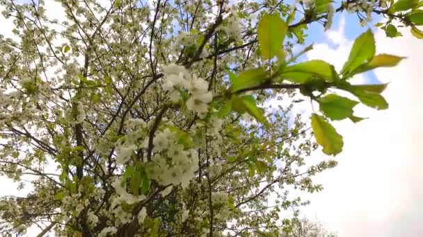 Couronnes Arbres Aux Pétales Florissants Intenses — Video