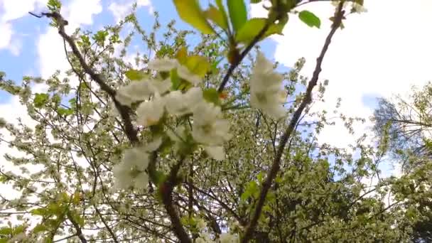 Baumkronen Mit Intensiv Blühenden Blütenblättern — Stockvideo