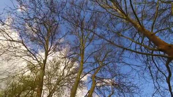 Κορώνες Από Δέντρα Φύλλα Στην Ηλιόλουστη Μέρα — Αρχείο Βίντεο