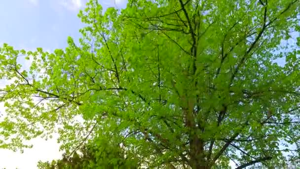 Corone Alberi Con Foglie Nella Giornata Sole — Video Stock