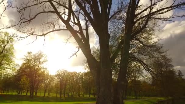 Trees Late Spring Park — Stock Video