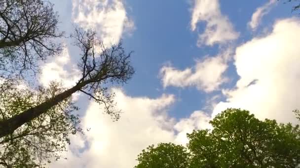 Coroas Árvores Com Folhas Dia Ensolarado — Vídeo de Stock