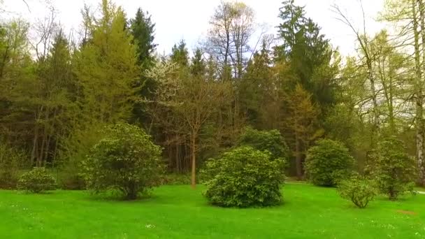 Alberi Nel Parco Tardo Primaverile — Video Stock