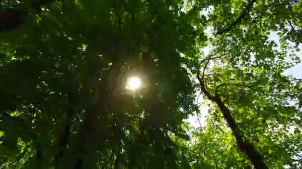 Coronas Árboles Con Hojas Día Soleado — Vídeos de Stock