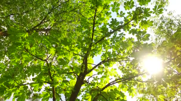 Korony Drzew Liśćmi Słoneczny Dzień — Wideo stockowe