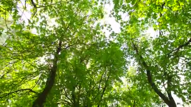 Coronas Árboles Con Hojas Día Soleado — Vídeo de stock