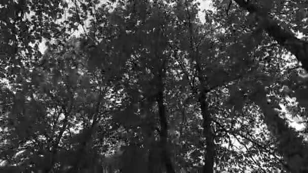 Fák Koronái Leveleikkel Napsütésben — Stock videók