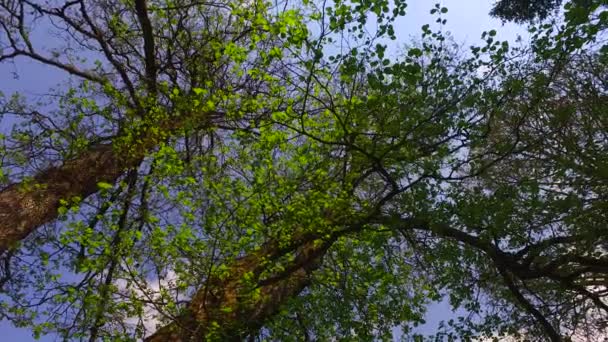 Hermoso Bosque Otoño Con Sol Brillante — Vídeo de stock