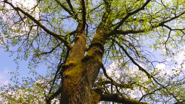 Piękna Jesień Las Słońce Świeci — Wideo stockowe