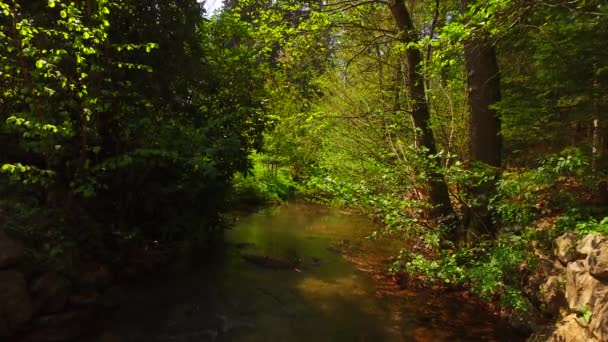 Petit Ruisseau Dans Forêt Printanière — Video