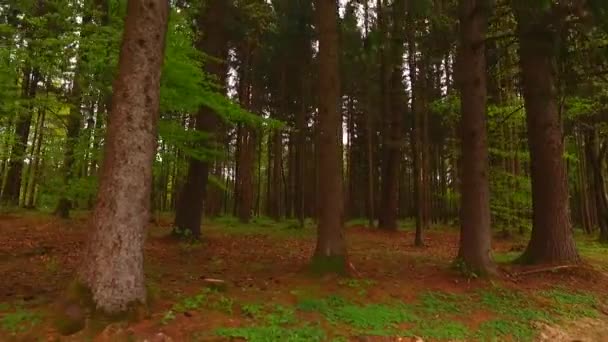 太陽が輝いていると美しい秋の森 — ストック動画