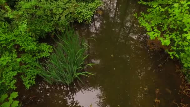 Petit Ruisseau Dans Forêt Printanière — Video