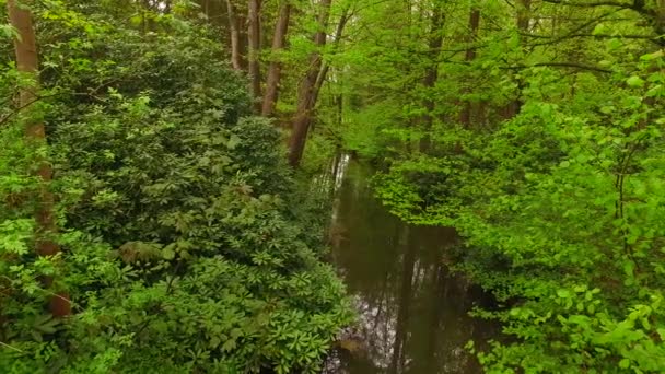 Bahar Ormanında Küçük Bir Dere — Stok video