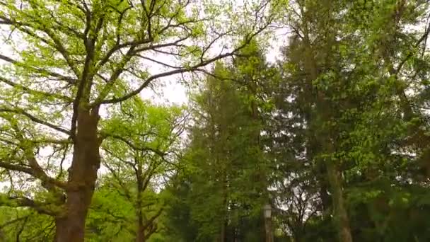 Güzel Bir Gün Ile Güzel Sonbahar Orman — Stok video