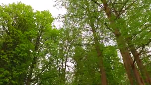 Hermoso Bosque Otoño Con Sol Brillante — Vídeos de Stock