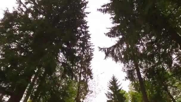 Красивый Осенний Лес Сияющим Солнцем — стоковое видео