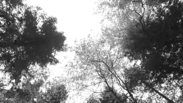 Прекрасний Осінній Ліс Сяючим Сонцем — стокове відео