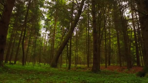 Bela Floresta Outono Com Sol Brilhando — Vídeo de Stock